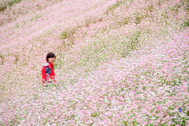 Charming pink colour with fagopyrum esculentum hills